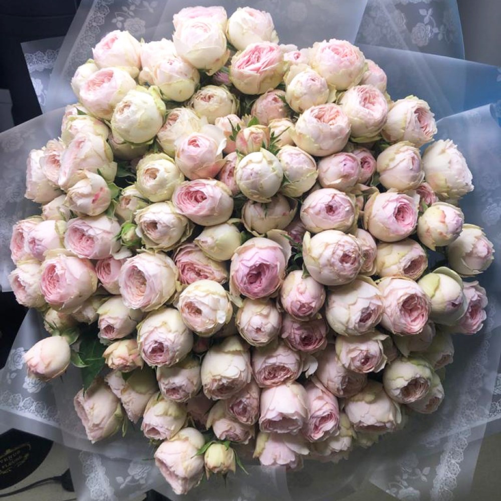 101 пионовидные розы